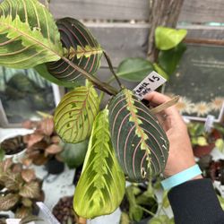 Prayer Plant