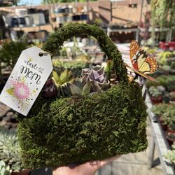 Mothers Day Succulent Gift Moss Bag