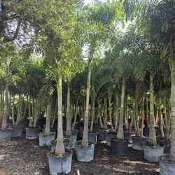 Foxtail, palms, fifteen foot tall, delivered and planted