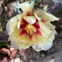 Planta. Cacto En El Sol Se Pone Morado Y Esa Es Su Flor.A