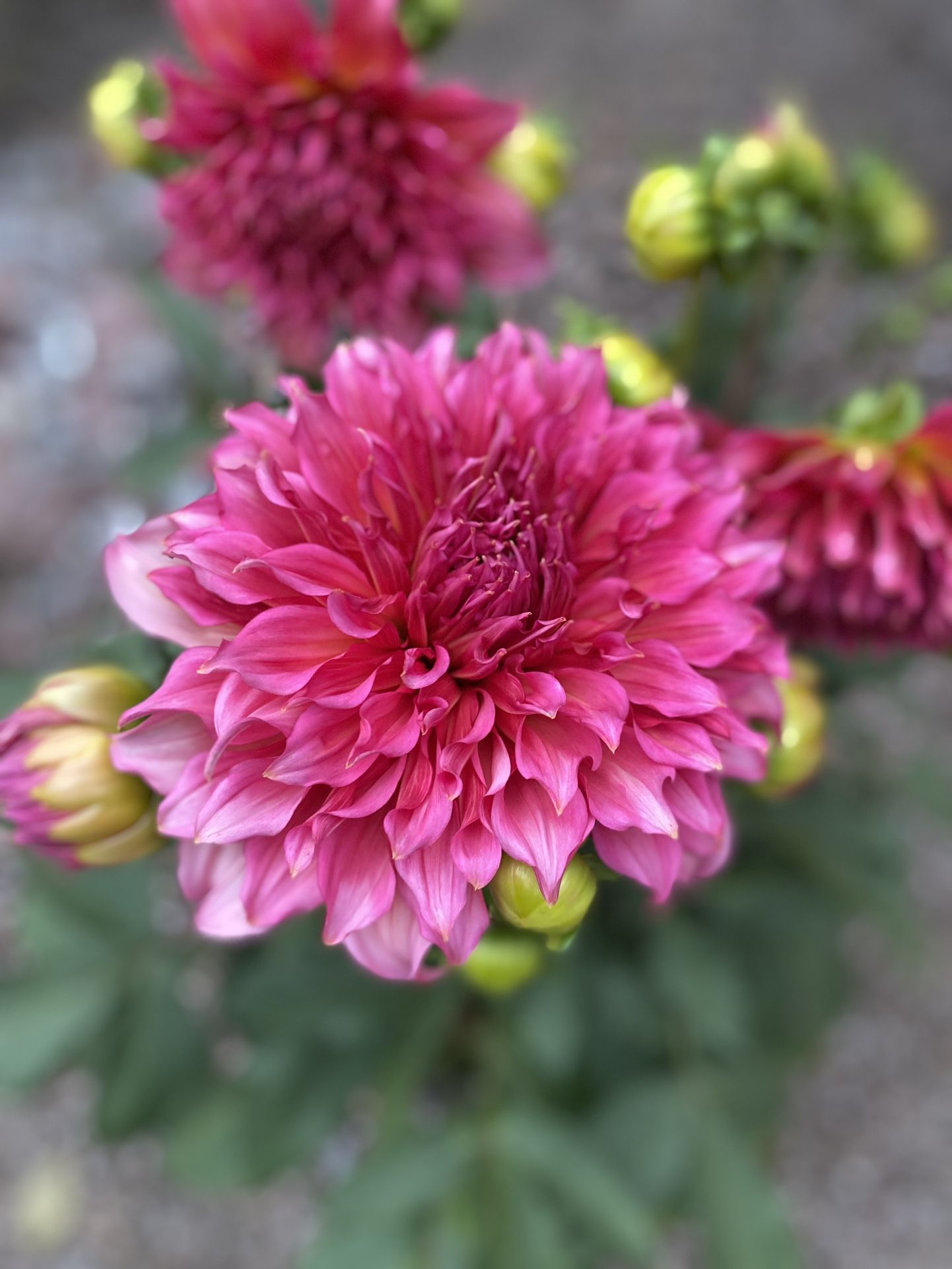 Dahlia Plant With Extra Large Flowers , In 5 Gallons Pot Pick Only