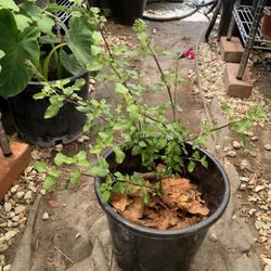 Hummingbird Flower Plant