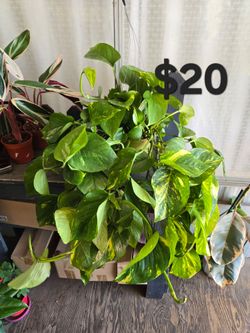 Pothos