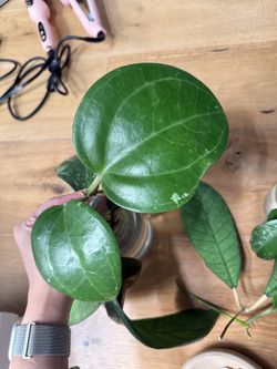 Hoya Sarawak (Big Leaves) 