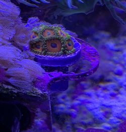 Zoa frag coral
