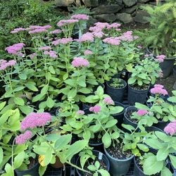 1gal Autumn Fire Sedums 