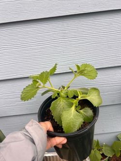 Mexican mint (oregano, tần day lá)