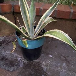 American Agave Plant