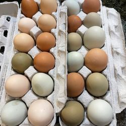 Chickens hatching Eggs $10 Per Dozens 