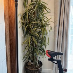 Very Tall Realistic Looking Indoor Plant