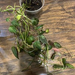 $15 Plant Sale House Plants (pls Read Description Below)