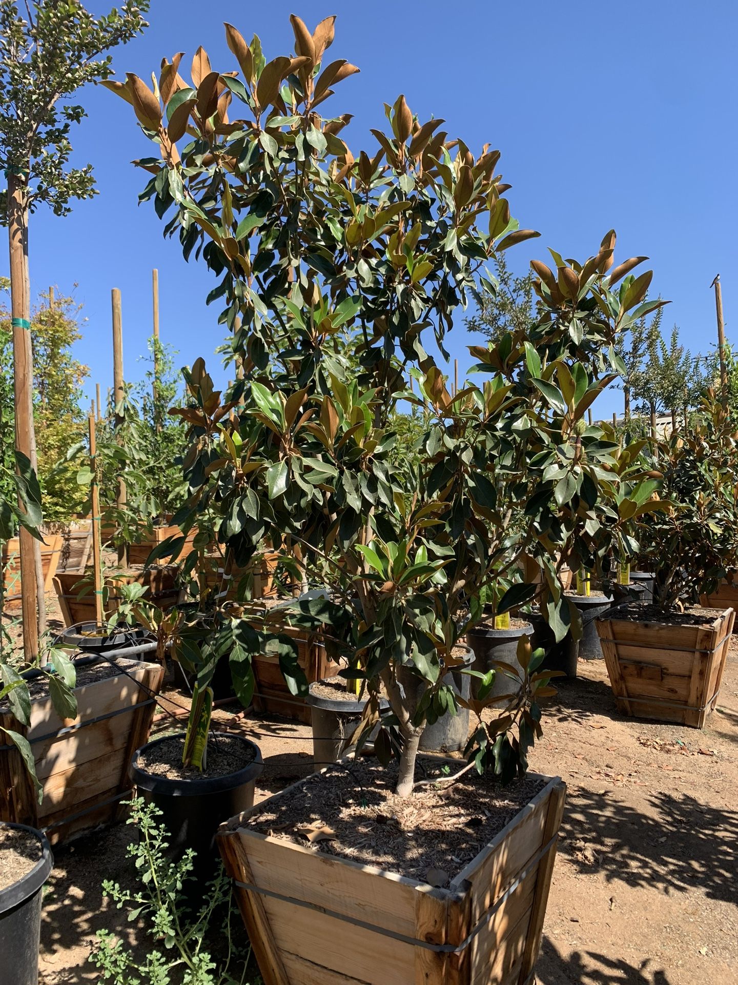 Little Gem Magnolia, dwaft magnolia tree 24” box size 