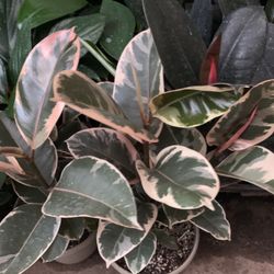 Rubber Plant 6in Pot