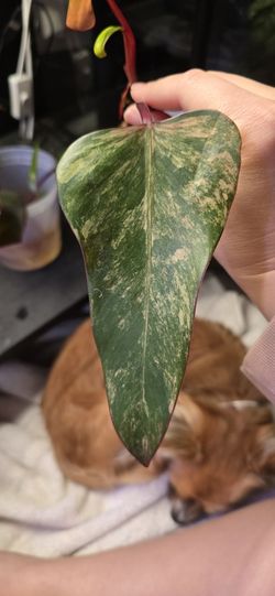 Strawberry Philo High Var. Cutting