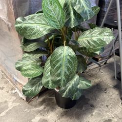 Fake Plants / Trees For Sale 