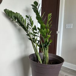 Real ZZ Plants, Multiple Plants In One Pot.