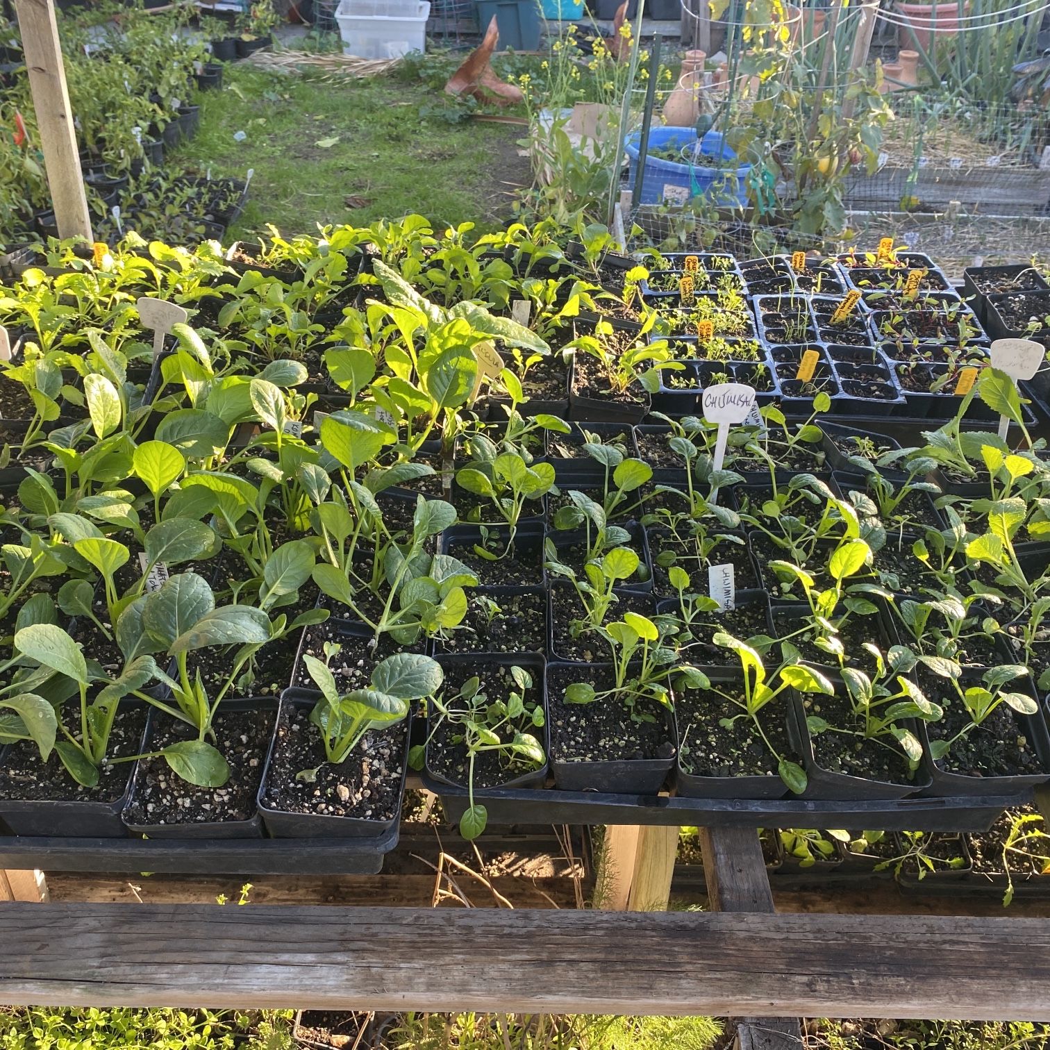 100% Organic Heirloom Winter Veggie Seedlings ready For Sale