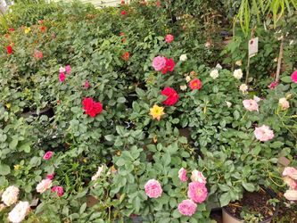 Rosas Y Mas