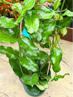 Plants (6”pot🌿Hoya Globulosa  )