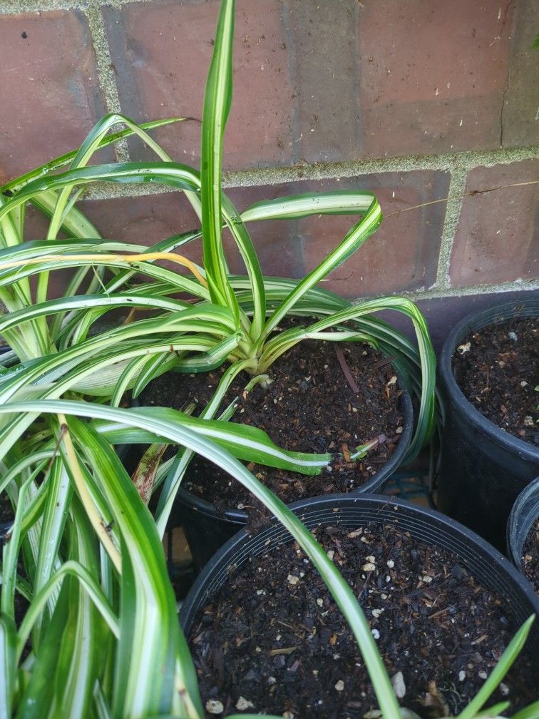 Variegated Spider Plants - 1 Gallon Pots