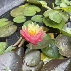 Water Lily, Plant  