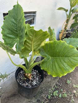 Elephant Ear
