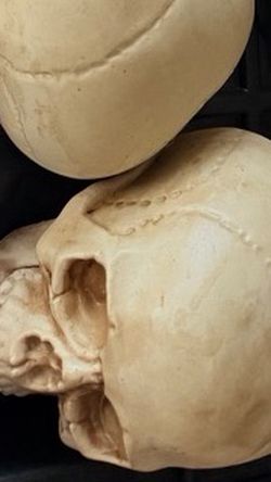 Halloween Skull Prop Large