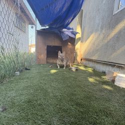 Dog House 