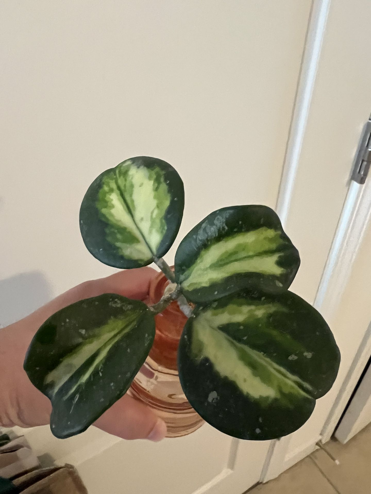 Hoya Obovata Variegated