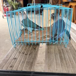 Birds Cages