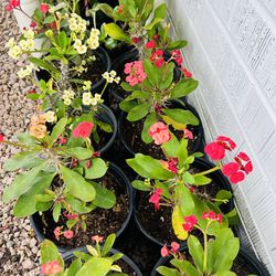 Coronas de cruz 1 Gallon