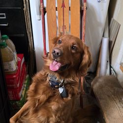 Antique Flexible Flyer Sled