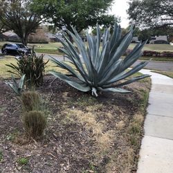 Agave Giant specimen 