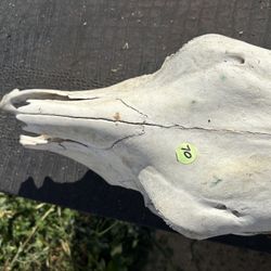 Cow Skull