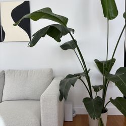 6’ Birds of Paradise 