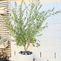 Fruitless olive 6ft 15gal Porcelain pot trees Landscape Plants Ferns succulents grass