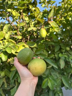Guavas