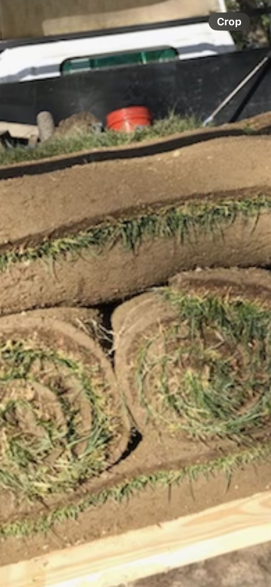 Fresh Sod