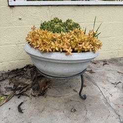 “Large Succulent Arrangement in Gray Concrete Bowl Planter”