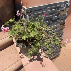 Hanging Plant 