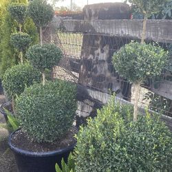 Topiary Boxwood 