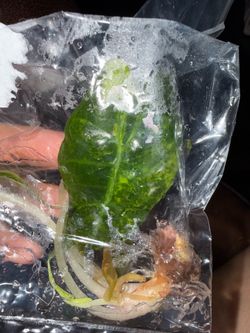 Alocasia Polly aurea TC
