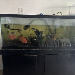 Big Aquarium And Stand For Sale No Fish