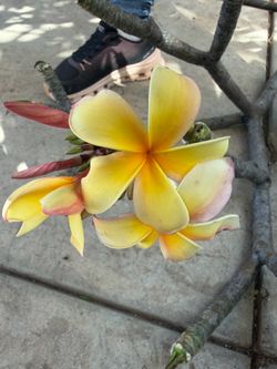 Cutting plumeria