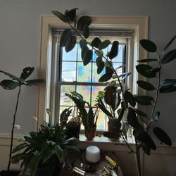 Plants For Sale