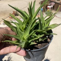 Climbing Aloe