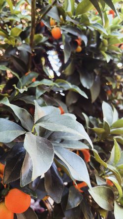 Kumquat