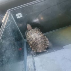 Free Turtles Tank
