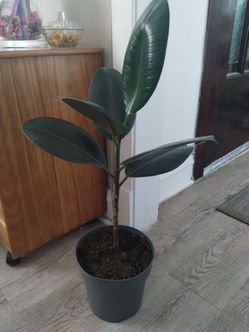 30" Rubber Tree