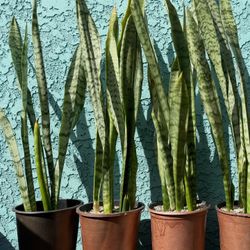 Snake Plants And Other Succulents 
